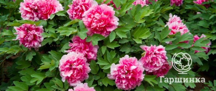 Древовидные пионы китайской и японской селекции: сходство, различия, особенности ухода