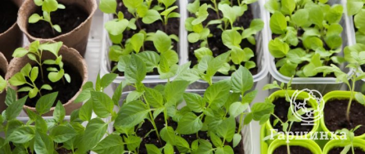 Что сеем на рассаду в январе