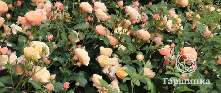 Съедобные и кулинарные розы: лучшие сорта для сада с рецептами