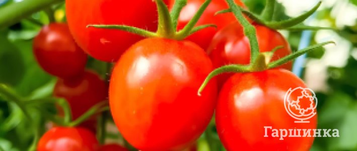 Томаты на любой вкус: как выбрать томаты по цвету и форме