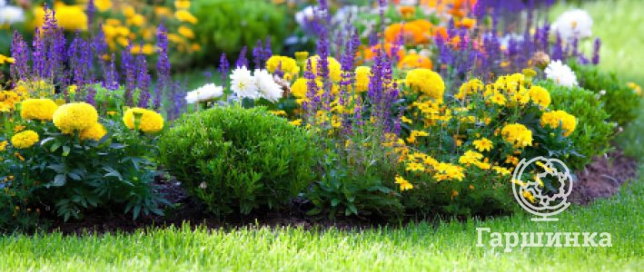 Как оформить дорожки и цветники: растения для низкорослых бордюров