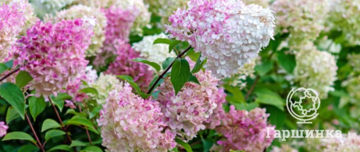 Метельчатая гортензия на штамбе: посадка, выращивание и уход