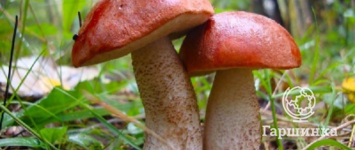 Выращивание грибов на садовом участке: виды грибов и особенности ухода