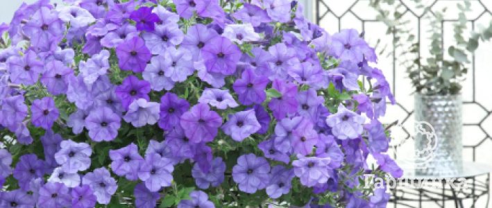 Петуния из семян: как вырастить рассаду, выбрать сорт и получить пышное цветение