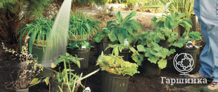 Как сохранить саженцы многолетников до посадки: подробное руководство