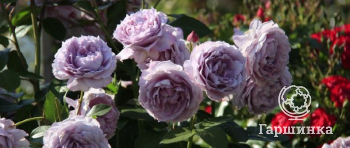 Розы ADR: как выбирают самые устойчивые сорта для сада