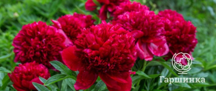 Посадка пионов весной: как сохранить корни до посадки и получить здоровое растение