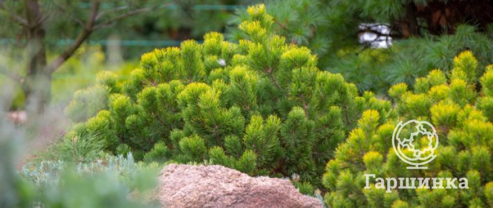 Карликовые хвойные растения в дизайне сада: виды, приёмы и грамотный выбор