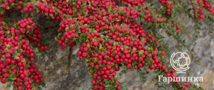 Кизильник в саду: виды, посадка, уход и применение в ландшафте