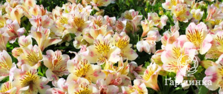 Лилейники в саду: виды, посадка и уход