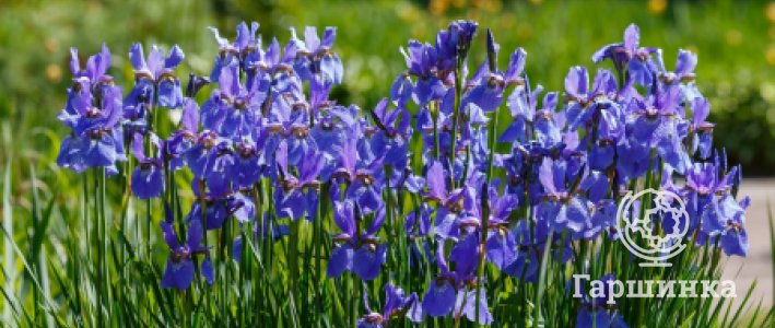 Сибирские ирисы: выращивание, посадка и уход в открытом грунте