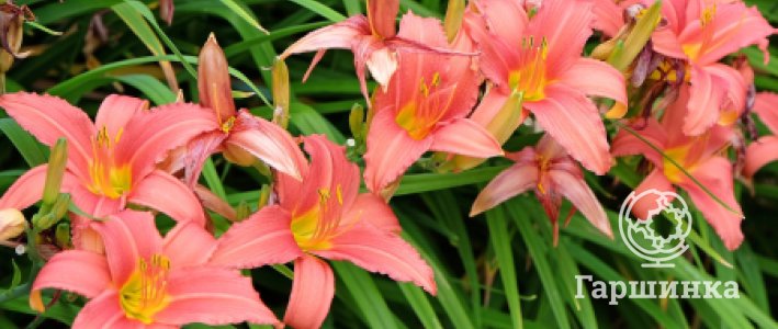 Лилейники в саду: виды, посадка и уход