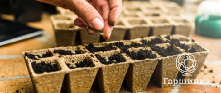 Что сеять на рассаду в феврале: разбор культур, сроков и условий