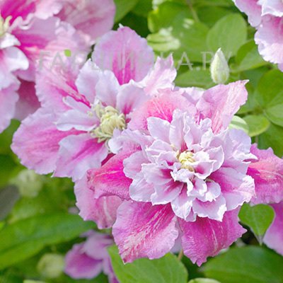 Клематис Пиилу махровый (2)