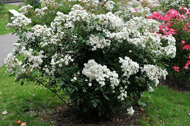 Роза Ватерлоо мускусная, Ленс (лиц)