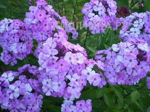 Флокс Моя любовь, моя отрада