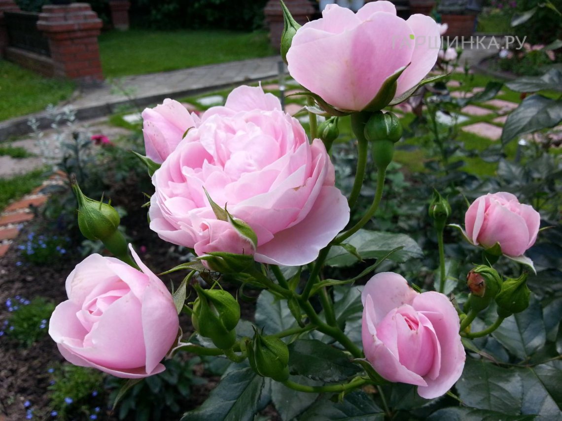 Роза Ханс Геневайн Роуз флорибунда, Тантау (лиц)