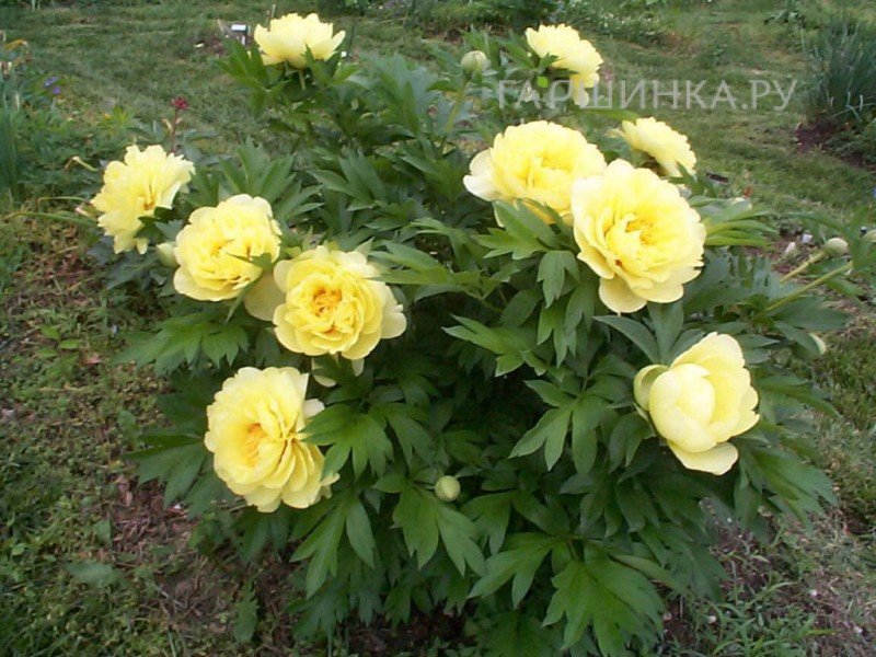 Пион Бартзелла (ИТО)