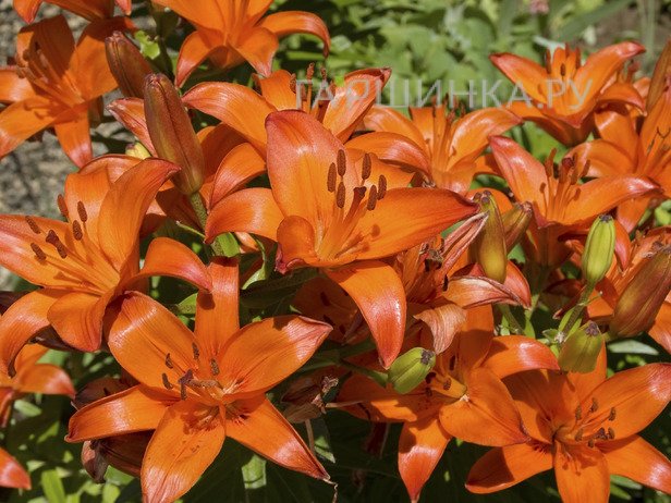 Лилия Брунелло азиатская/2шт