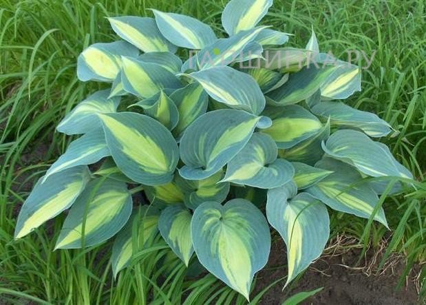 Хоста Катерина (ML)