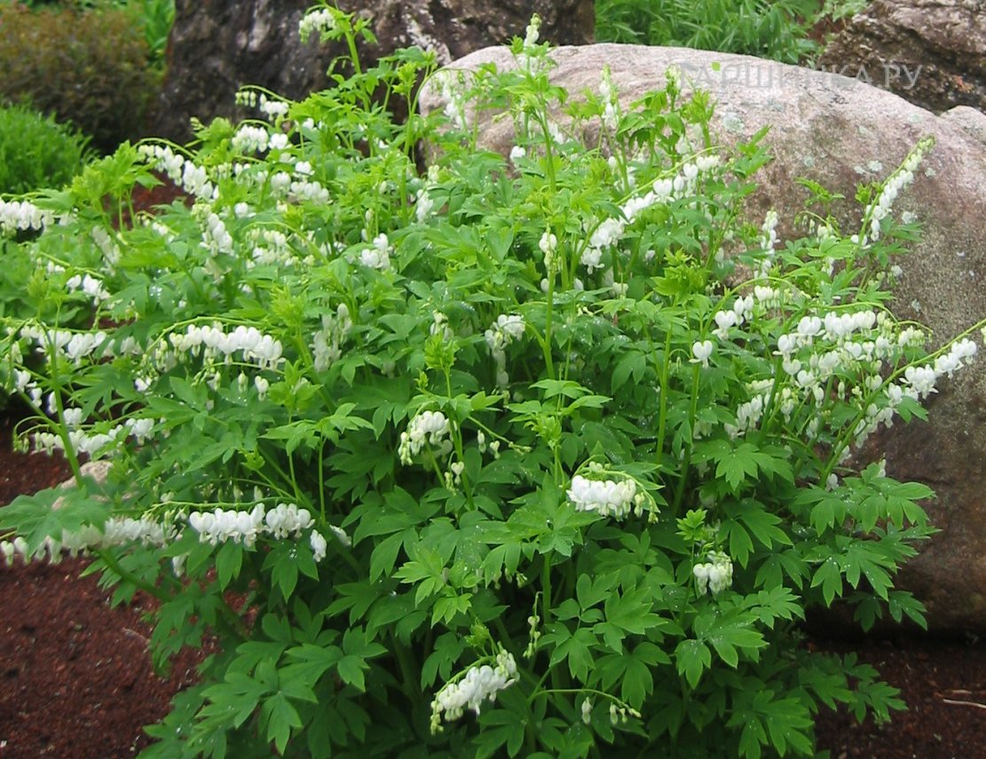 Дицентра Спектабилис Альба