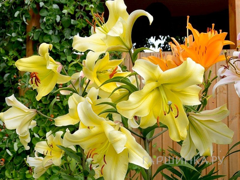 Кастинг әйел агенті