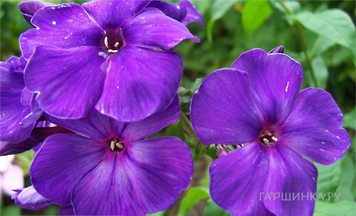 Флокс Магия