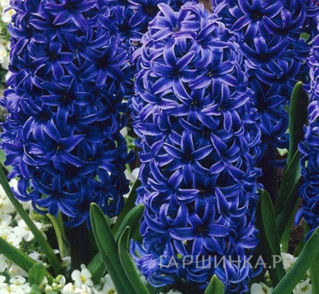 Гиацинт Мари 3шт