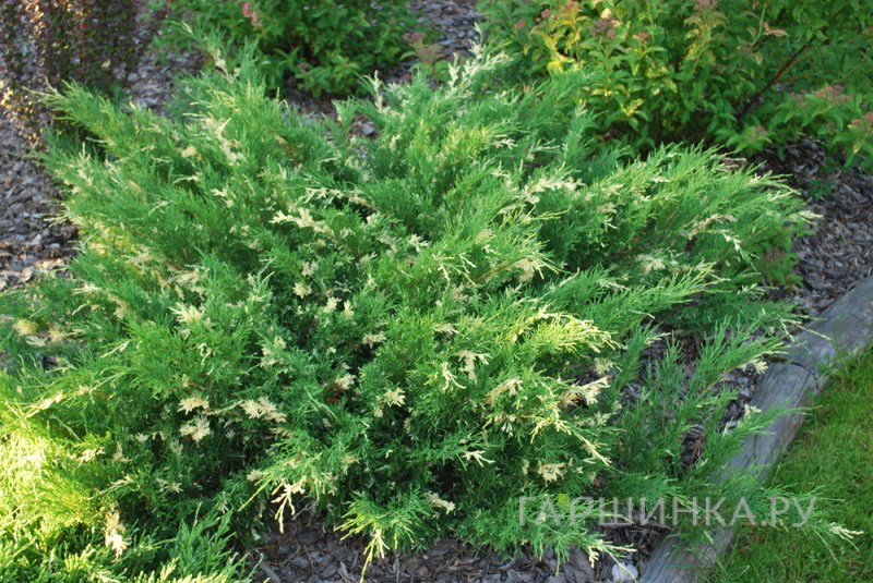 Можжевельник горизонтальный Андорра Вариегата