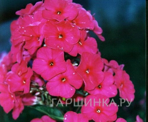 Флокс Пламя