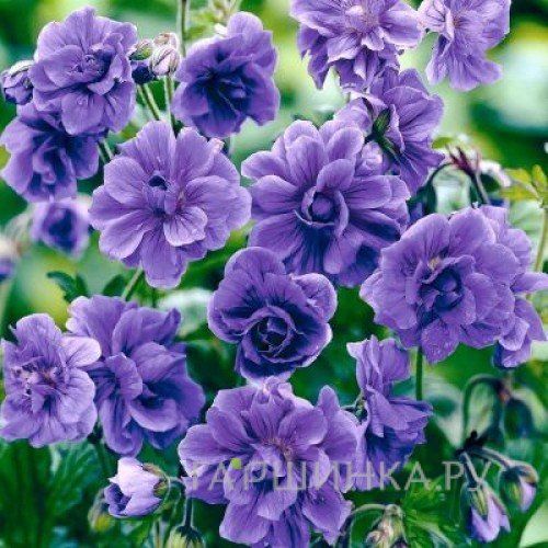 Герань садовая Пленум