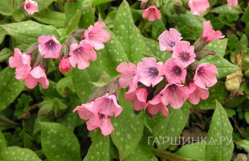 Медуница Дора Билефелд