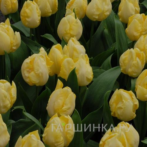 Тюльпан Санни Принц простой раний 5шт