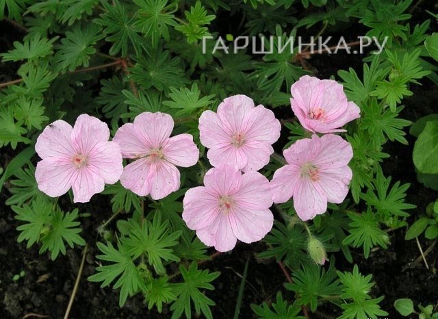 Герань садовая Стриатум