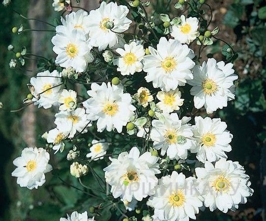 Анемона (Ветреница) японская Вейрлвинд