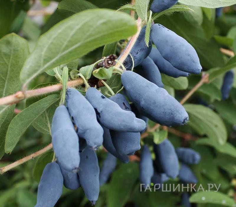 Жимолость Нимфа