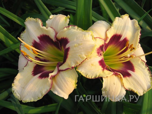 Лилейник Канадиан Бордер Патрол