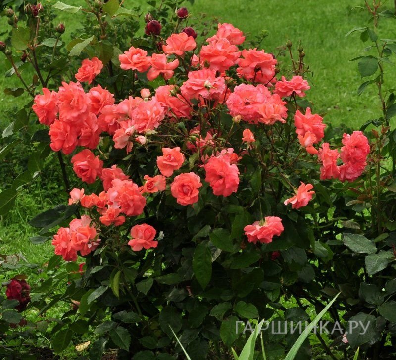 Роза Мюнхен Киндл флорибунда, Imperial Rose