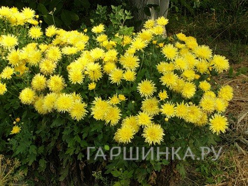 Хризантема Сонечко