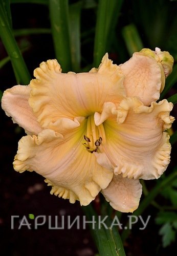 Лилейник Энчентед Форест