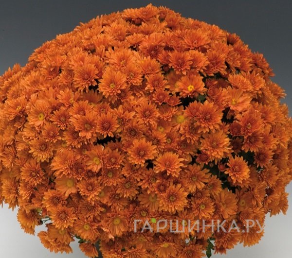 Хризантема мультифлора Брансаунд Дак Оранж