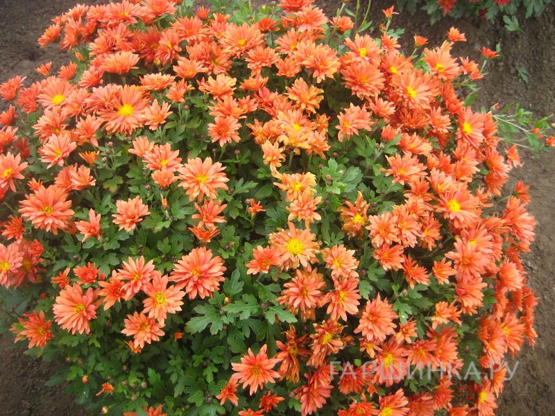 Хризантема мультифлора Бранфортун Оранж