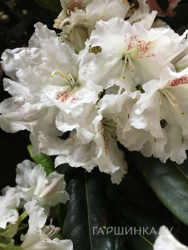 Рододендрон гибридный ПМА Тигерштэт