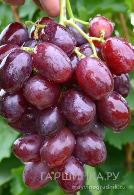 Виноград Покровский плодовый