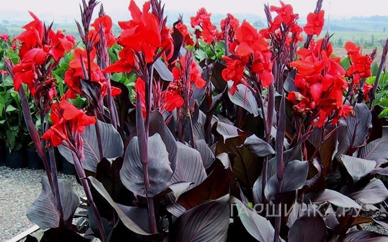 Канна Рэд Кинг Хумберт