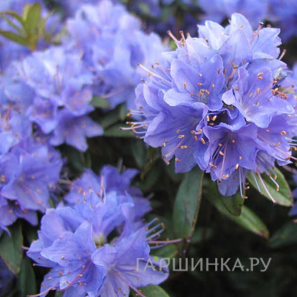 Рододендрон гибридный Блю Тит