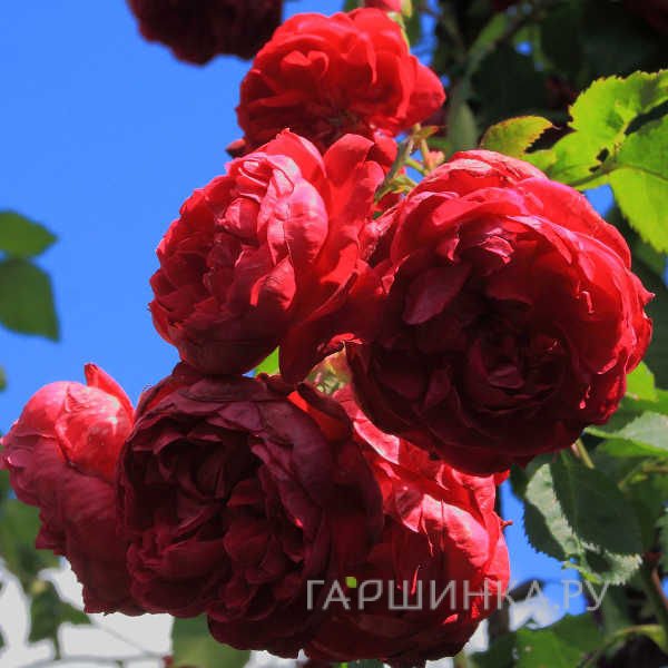 Роза Квадра канадская парковая (лиц)