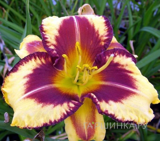 Лилейник Блюберри Крим