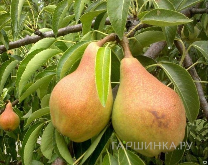 Груша Тонковетка Уральская