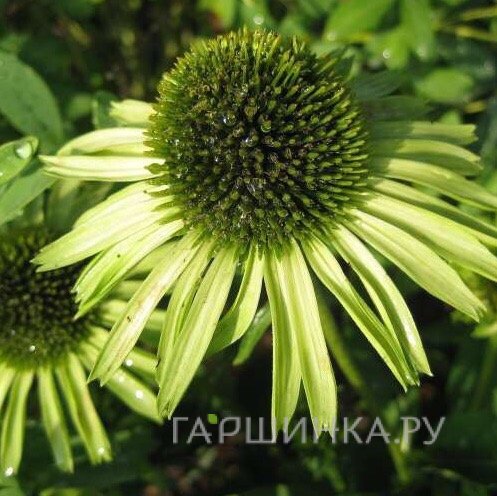 Эхинацея пурпурная Грин Джювэл